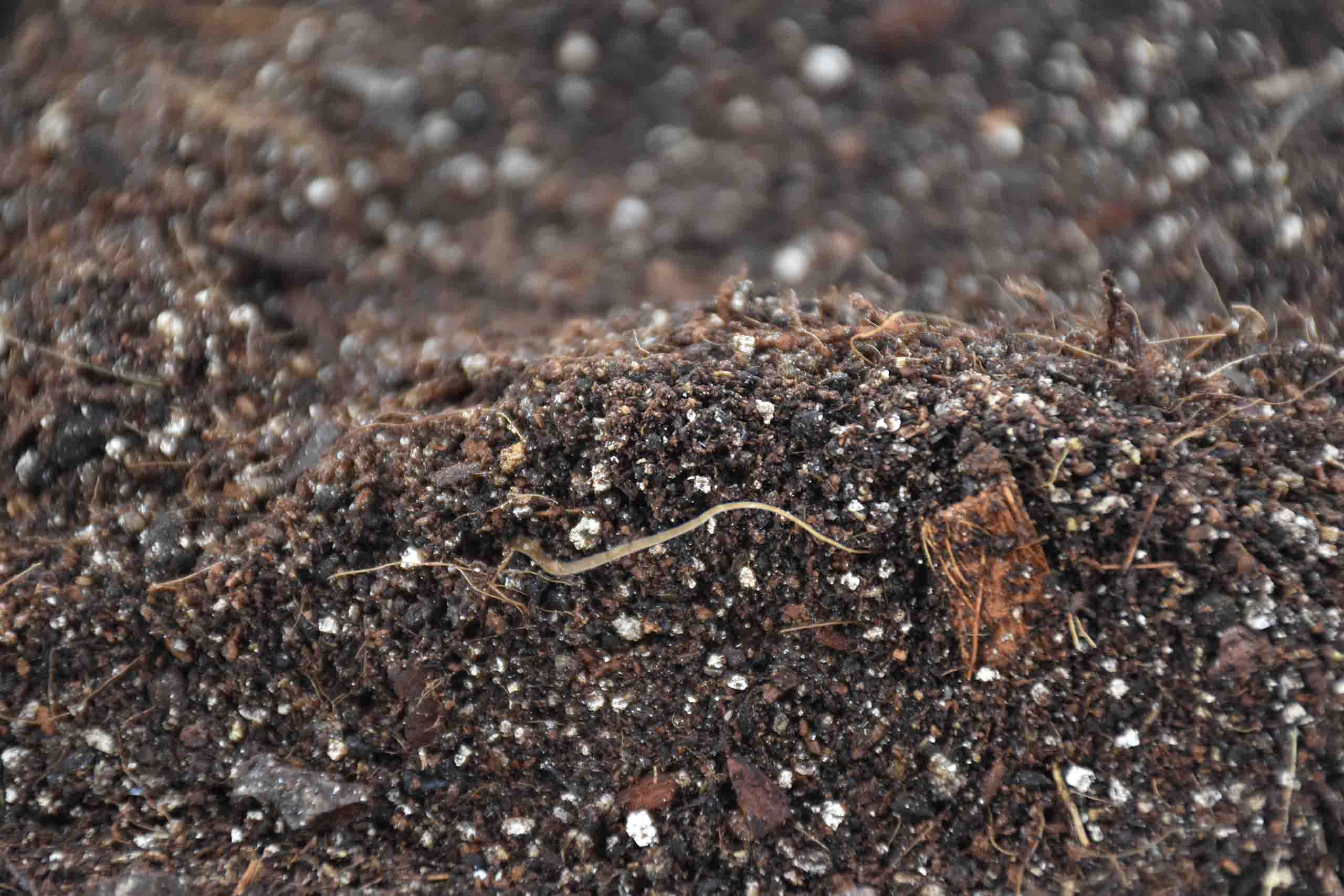 Buy Soil Mixes ✓ - Premium SYBASoil 🌱 – Sybotanica