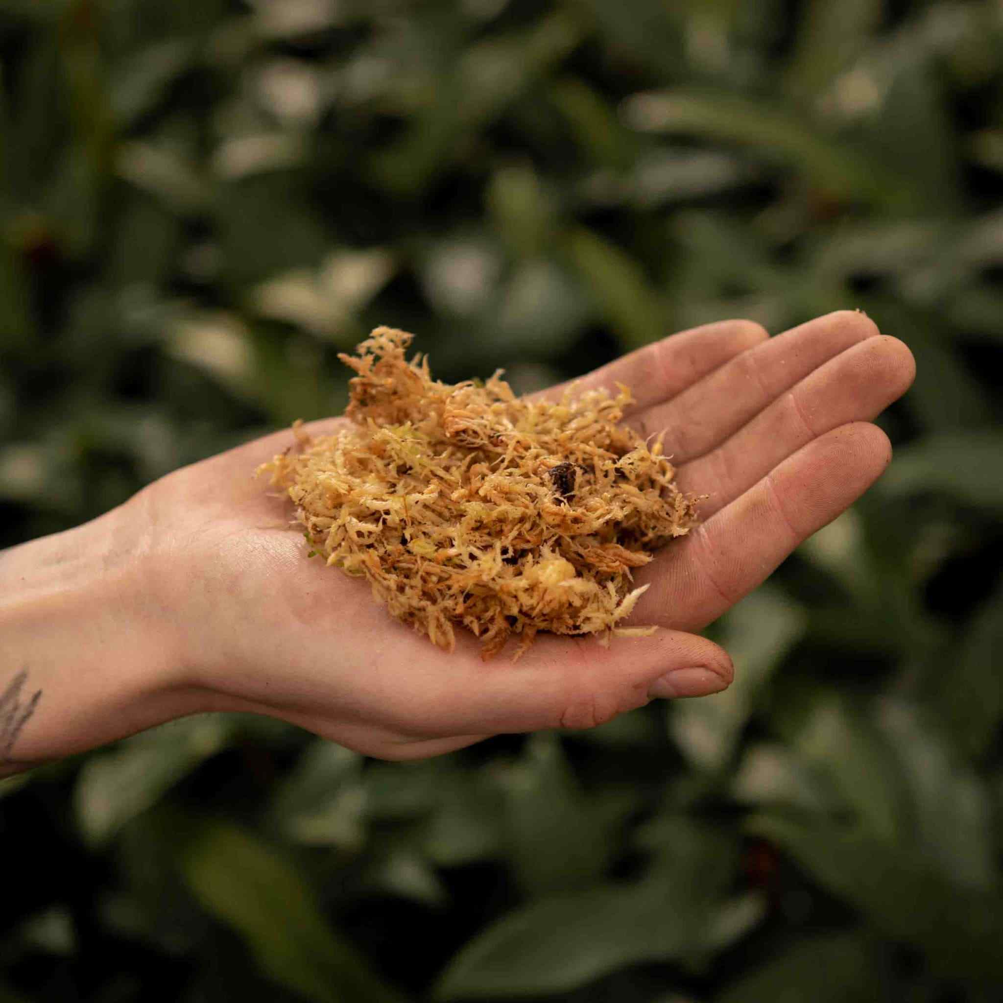 zimmerpflanze gelb blhend Stauden-Kollektion mit gelber Blte (x11) - Solidago luteus, alchemilla  mollis, hemerocallis stella de oro