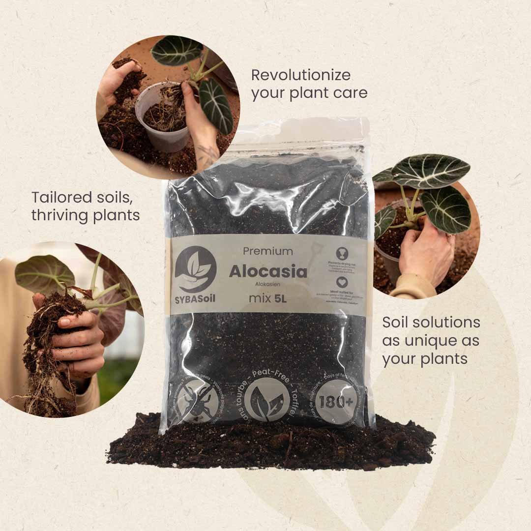 Alocasia Mix