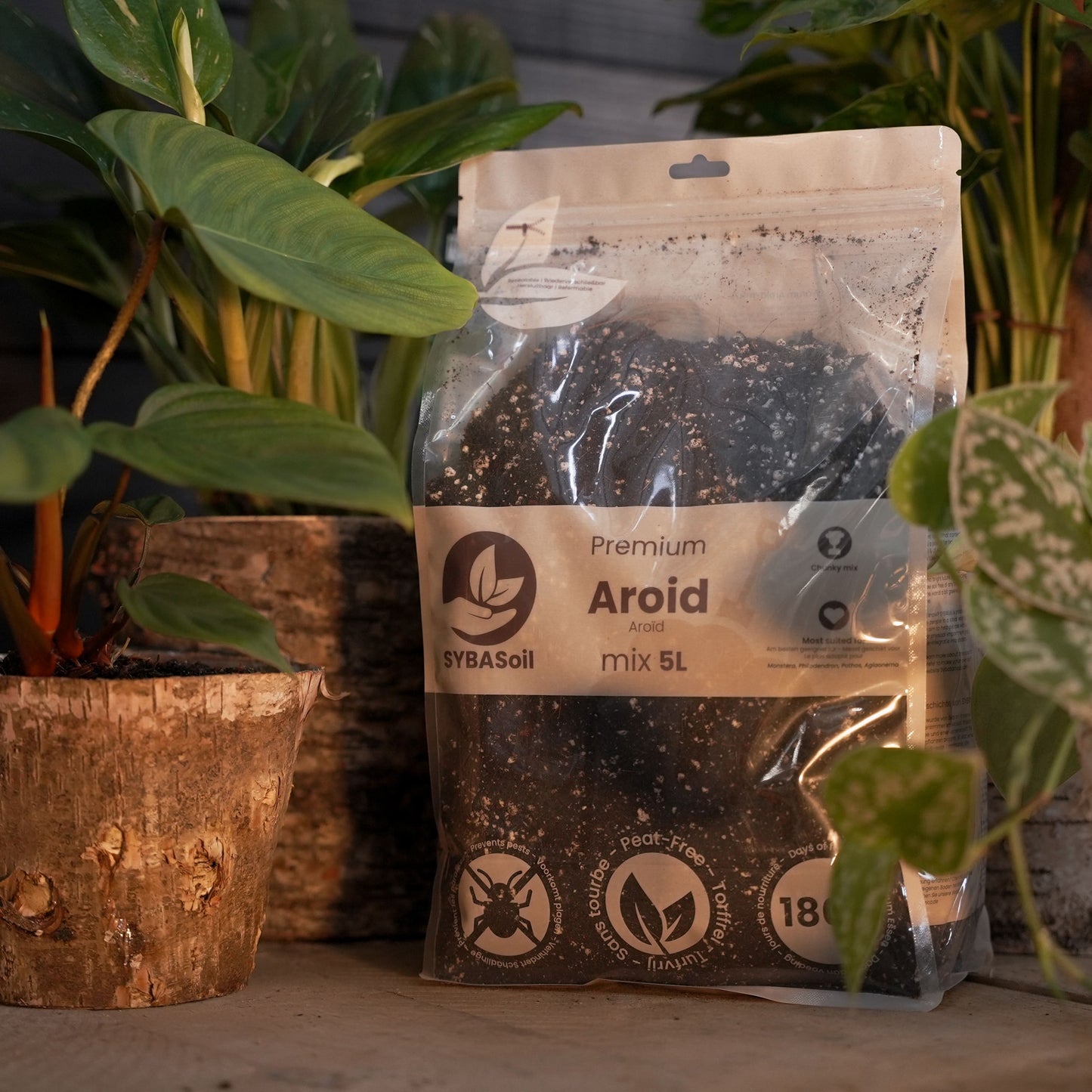 Pacchetto benvenuto Monstera & Philodendron