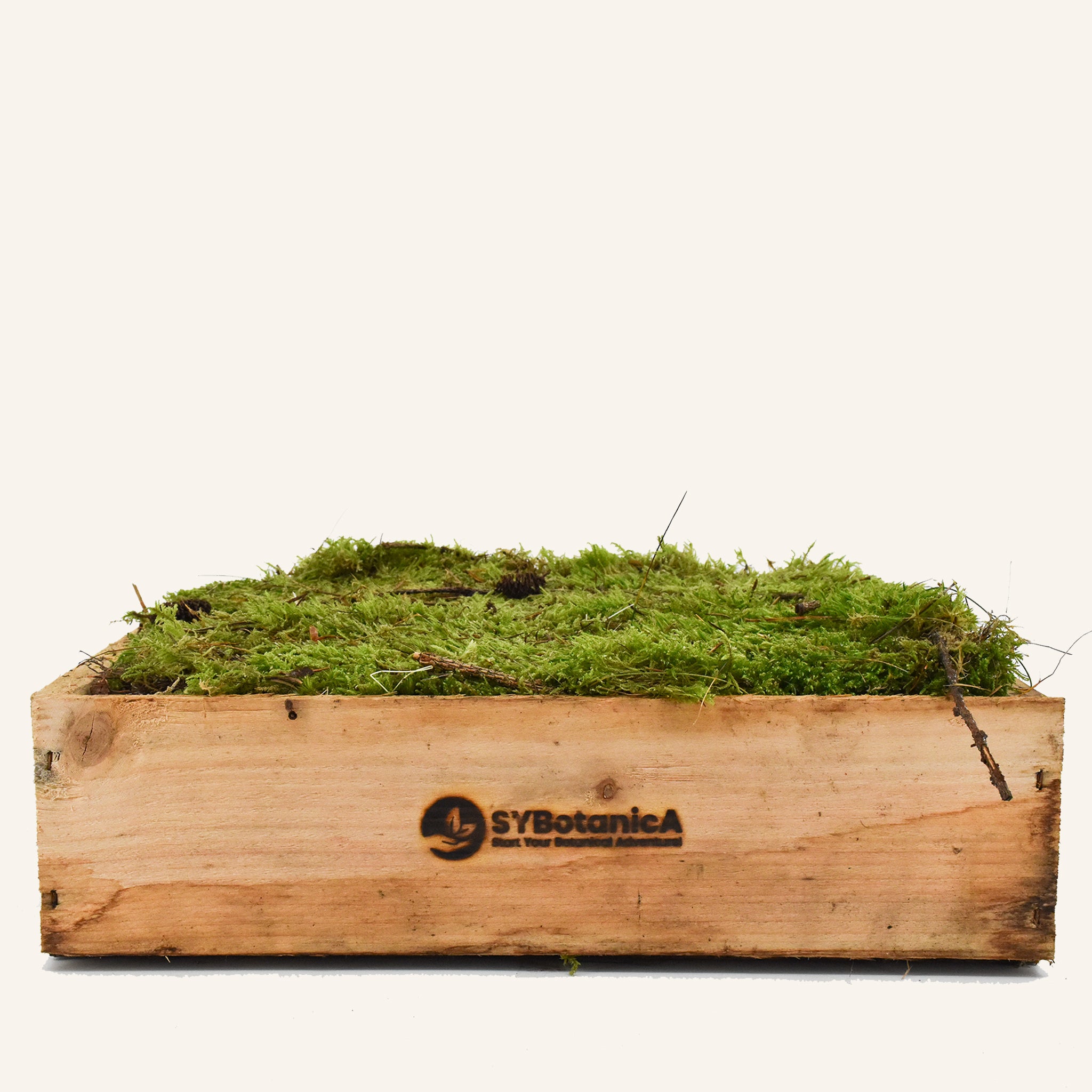 Live Fern Moss Perfect for Terrariums and Bonsai (9x12 inch sheet)