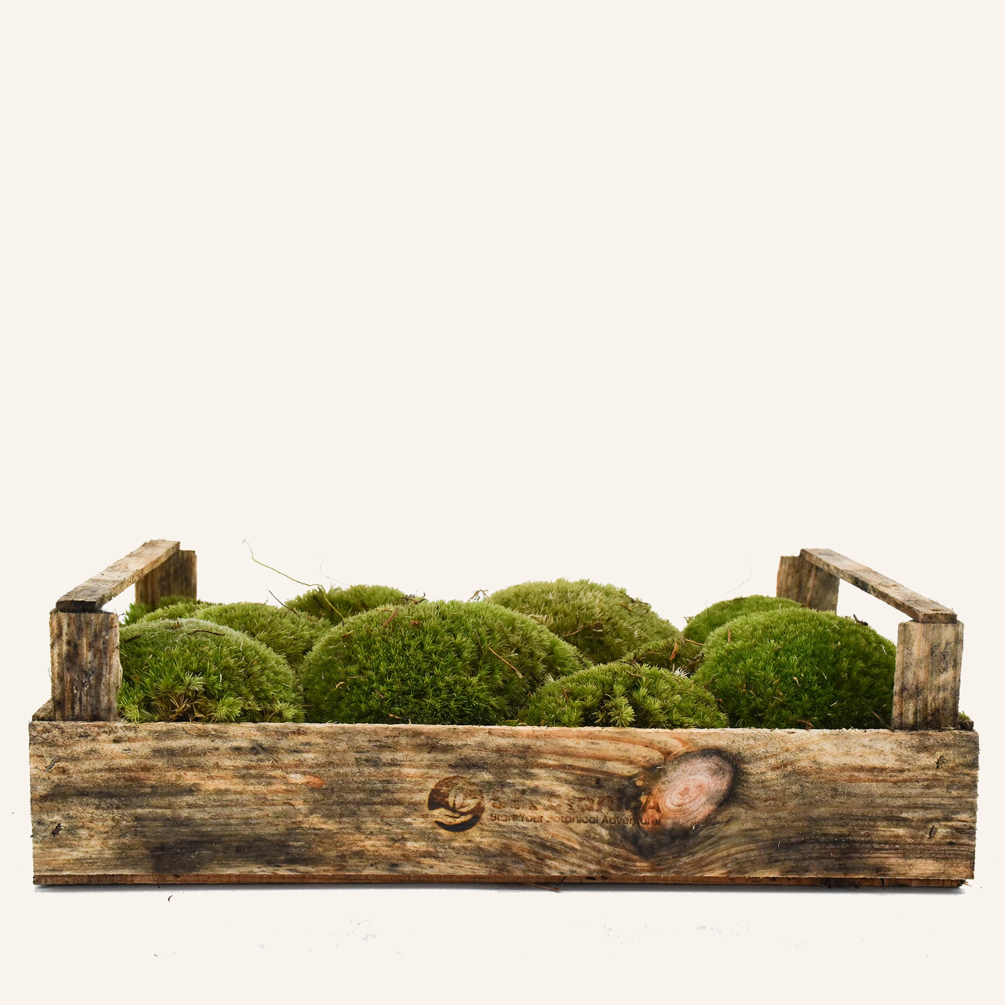 Premium AI Image  Pillow Moss Soft Dense Cushions of Moss Rotting Tree  Stump S Plant and Log on White Background