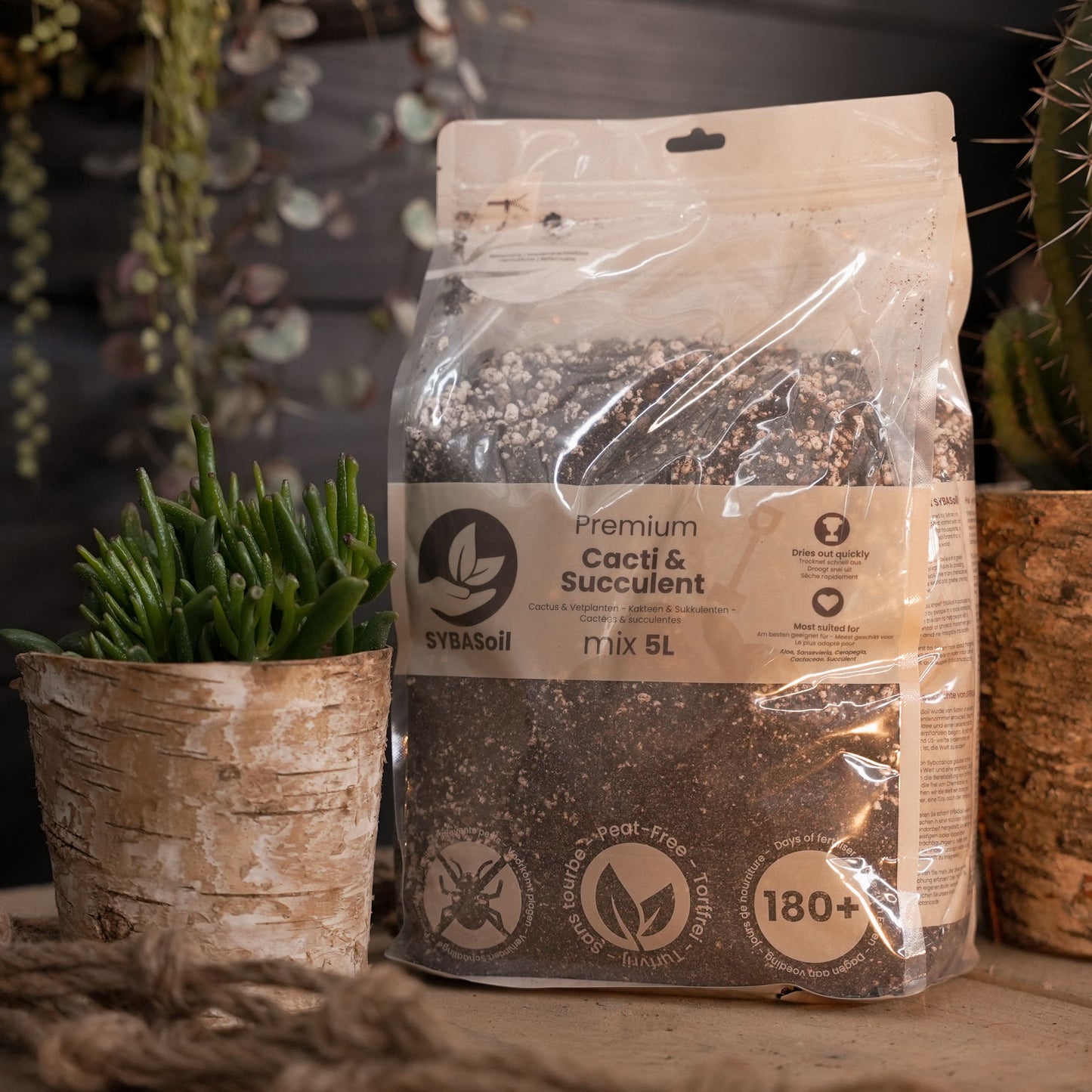 Cacti & Succulent Mix