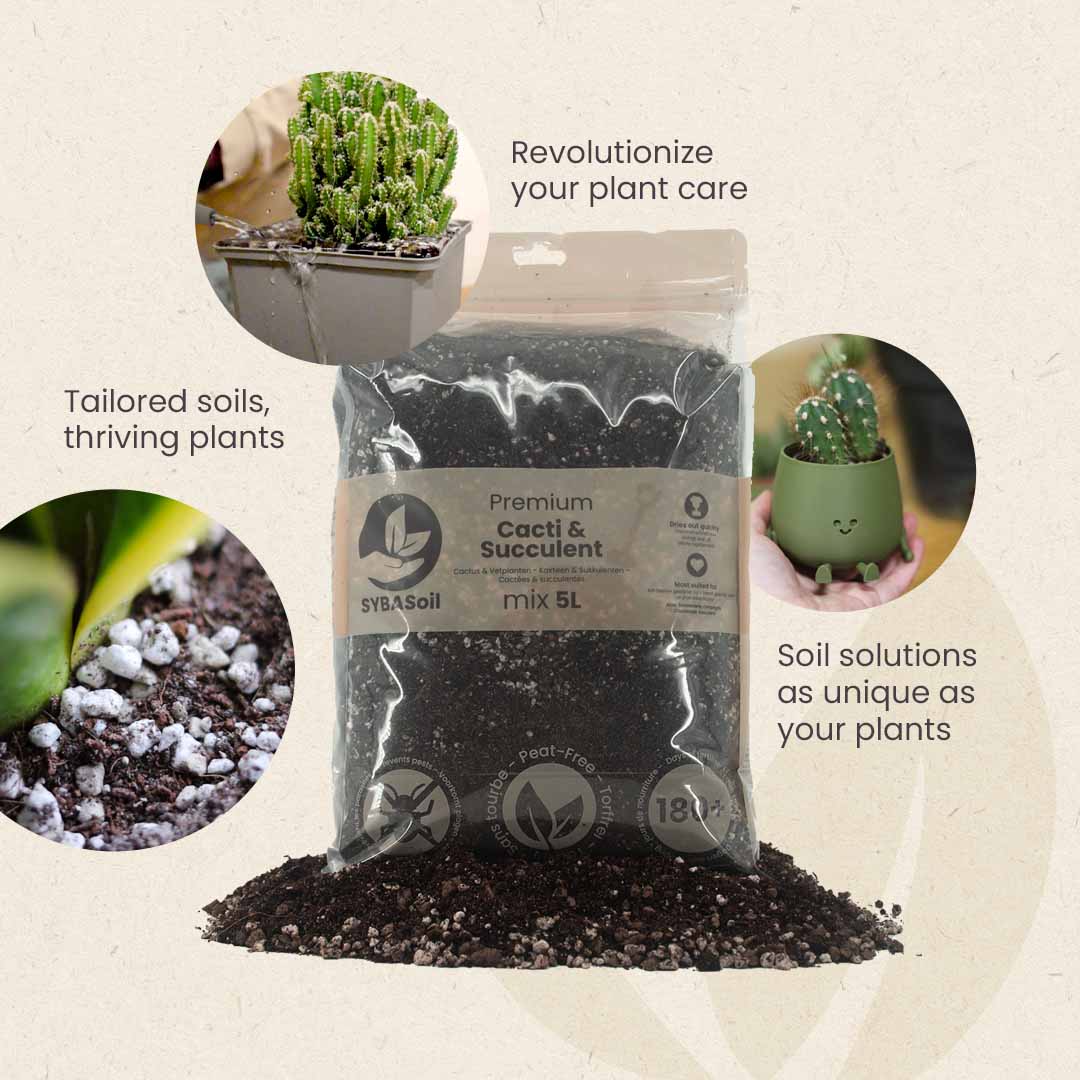 Cacti & Succulent Mix