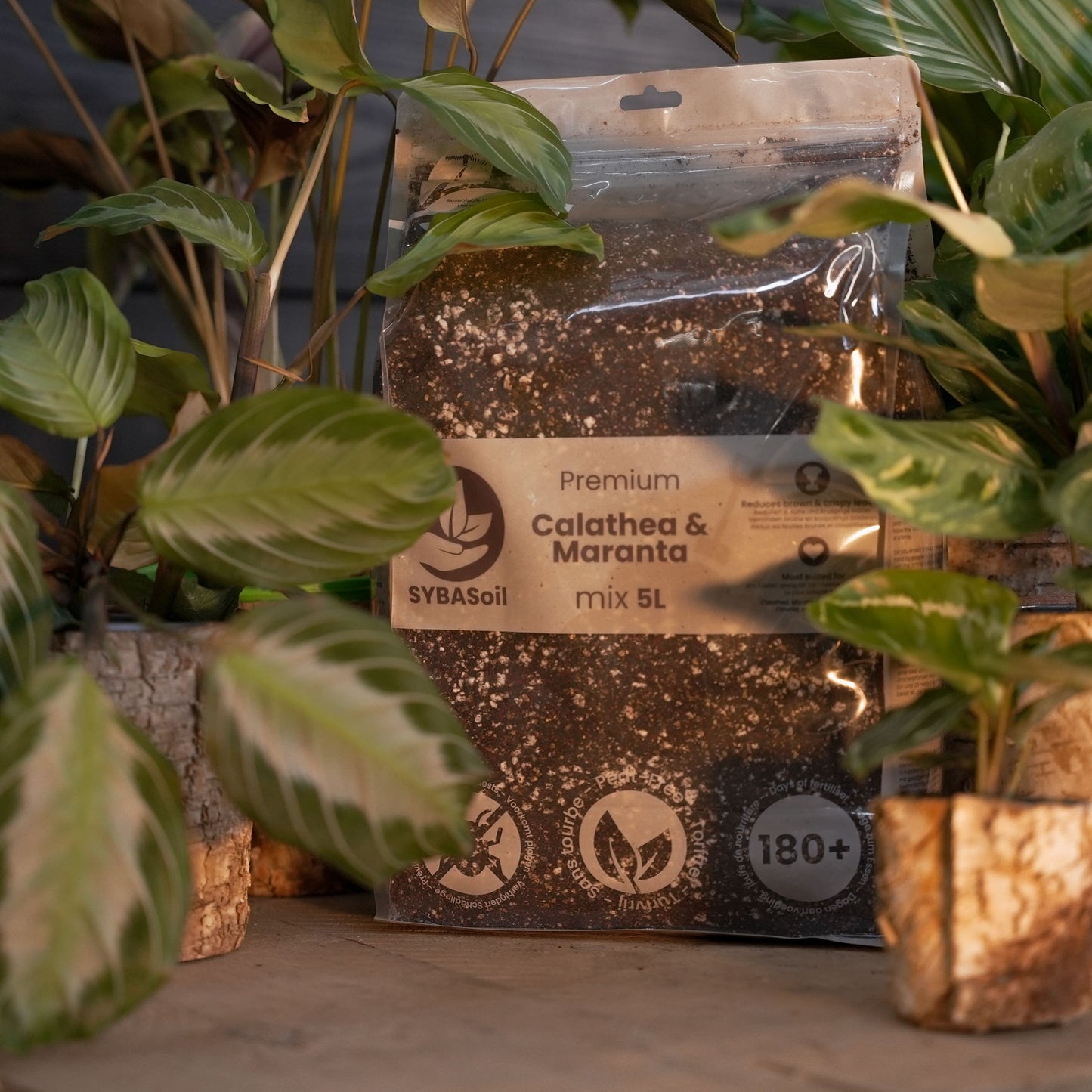 Calathea & Maranta Mix