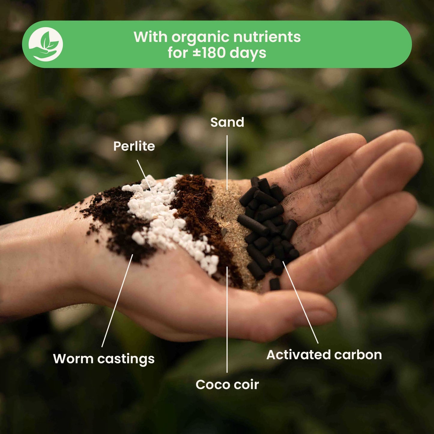 Fern Mix