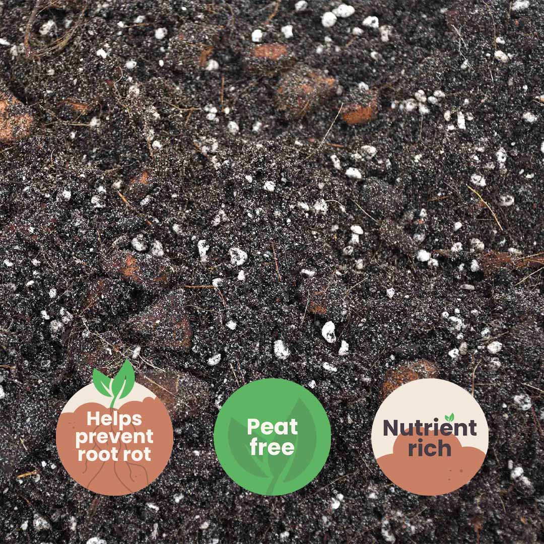 Ficus Mix
