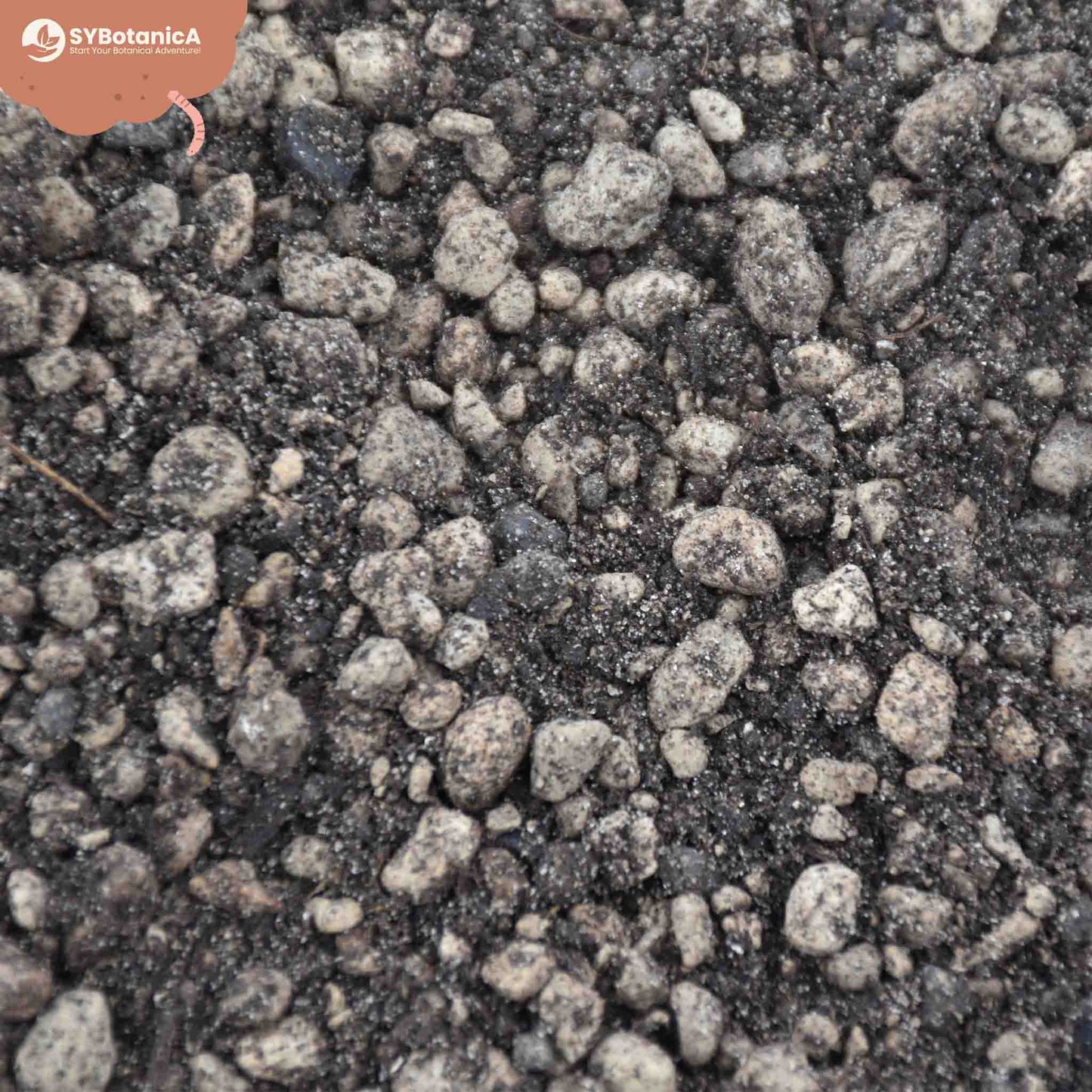 Lithops Mix