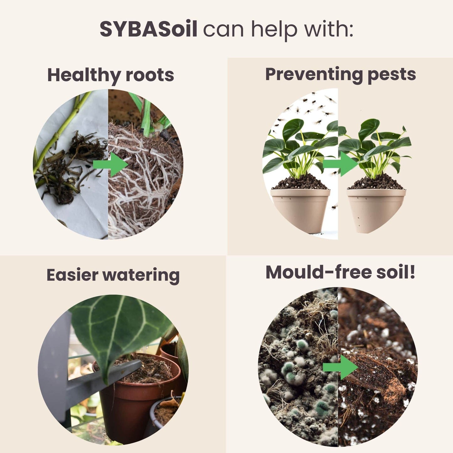 Monstera & Philodendron Welcome Bundle