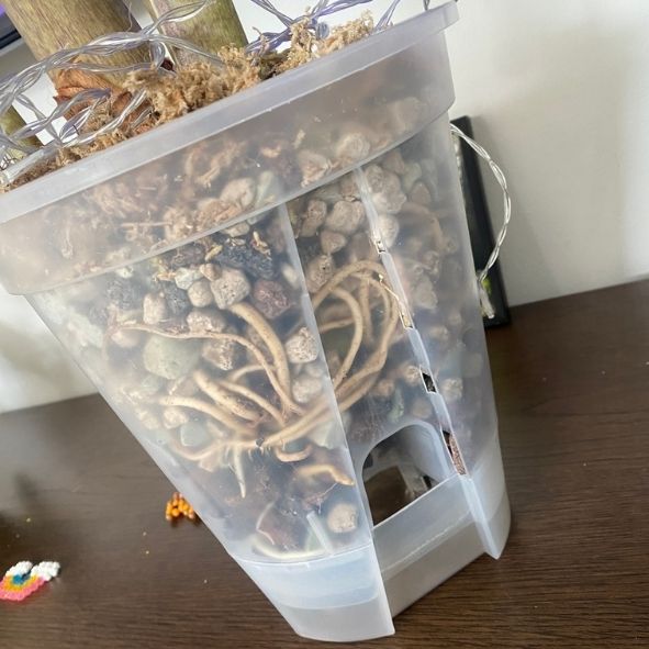 Clear pot with roots, mineral mix, moss layer, mineral mix for plants