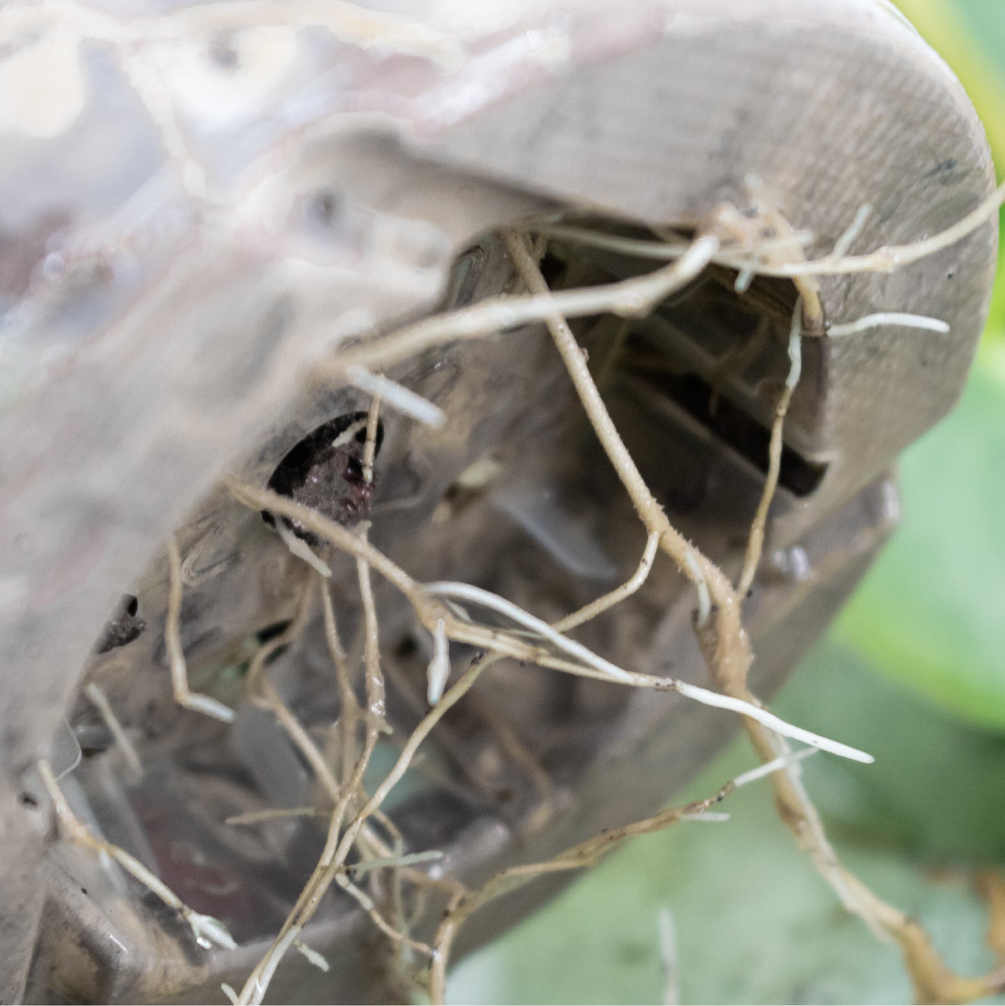 Chunky Houseplant Mineral Mix