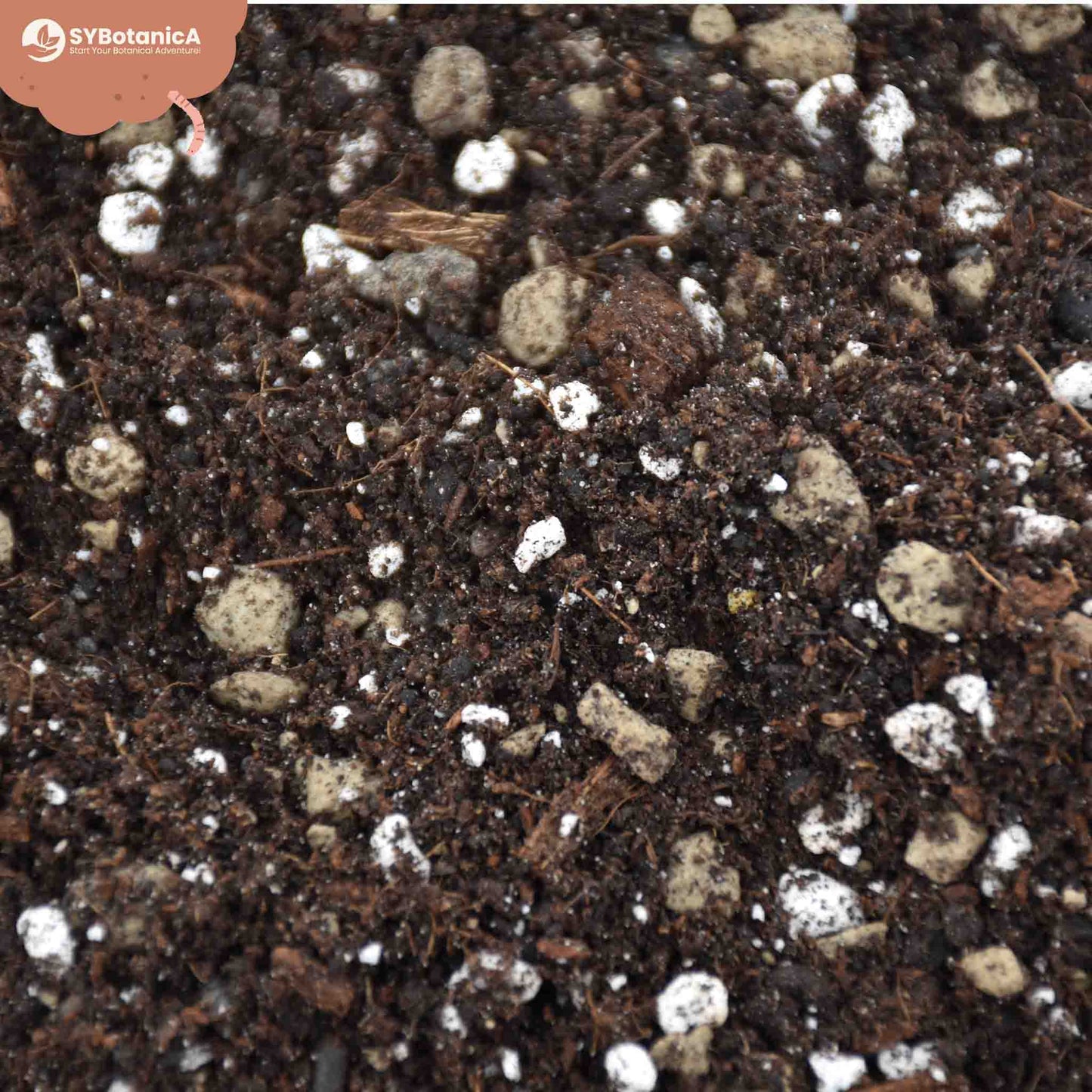 Substrato para Syngonium