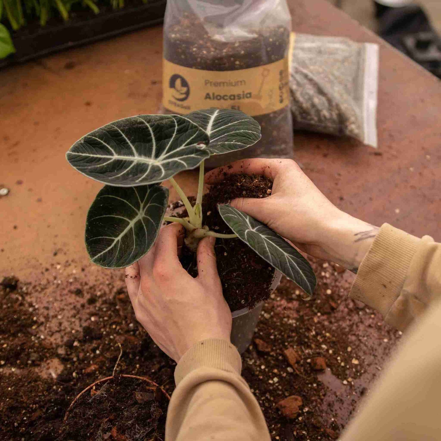 Hände topfen eine kleine schwarze Samt-Alokasie in frische Erde um