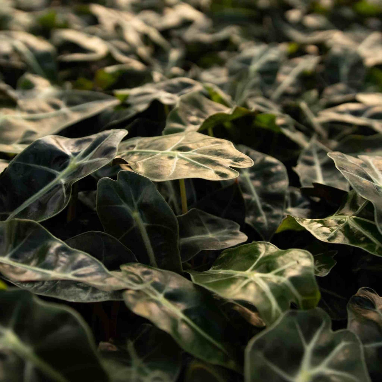 Alocasia Mix