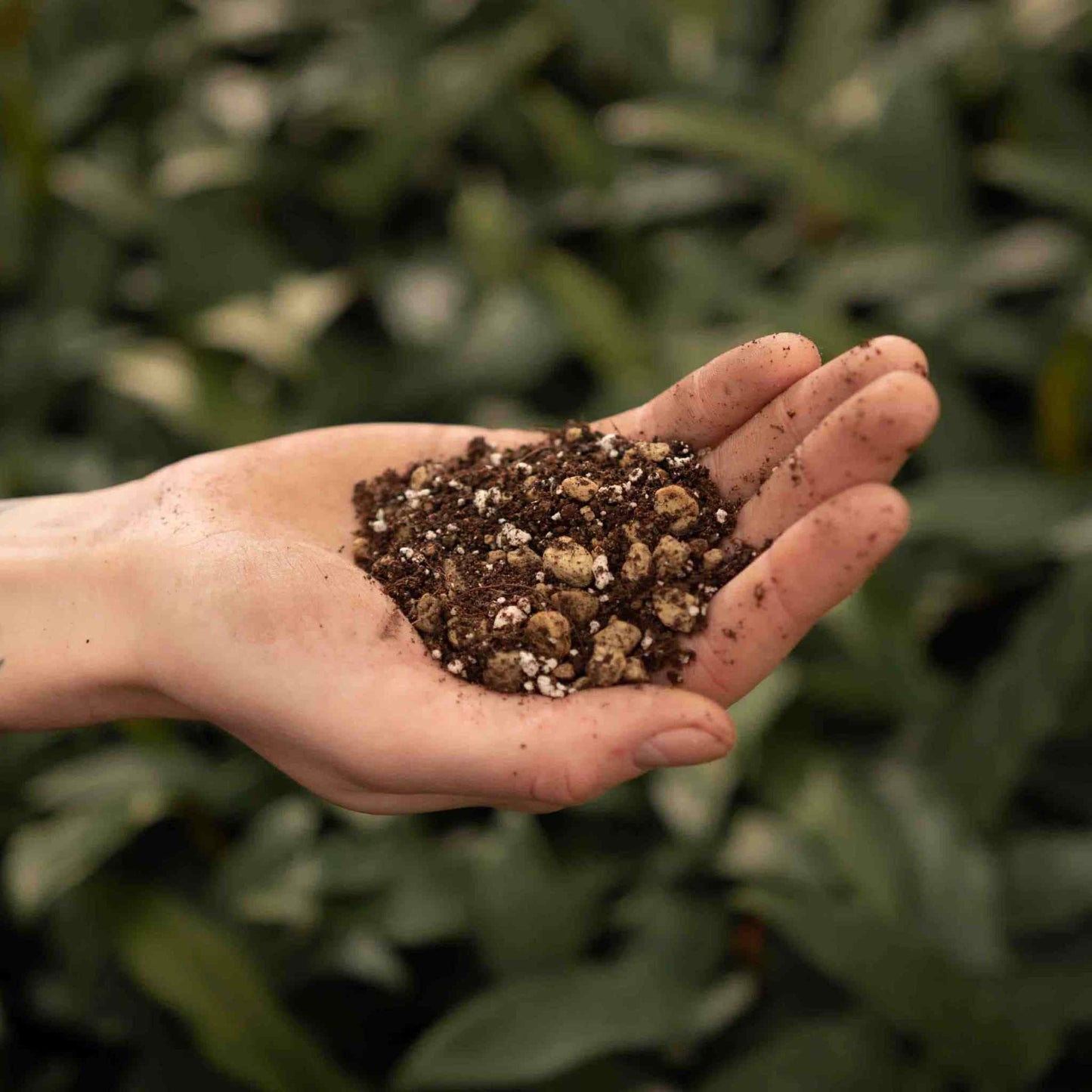 Substrato para Bonsai