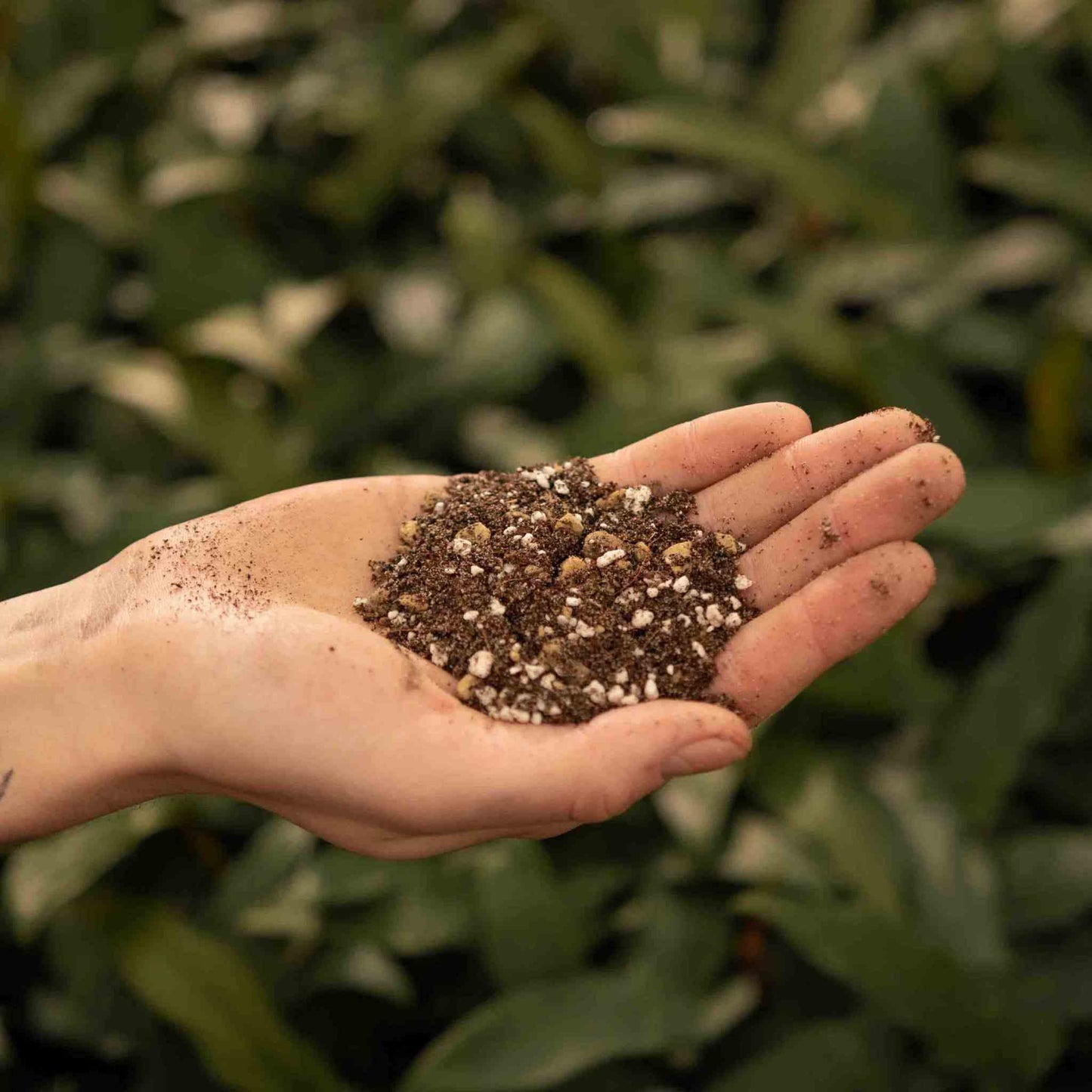 Substrato para Cactos & Suculentas