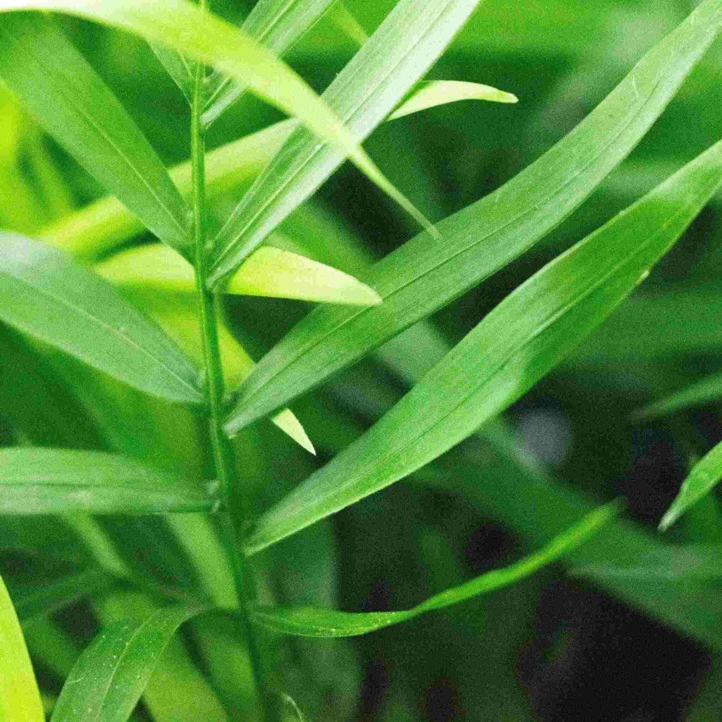 Fern Mix