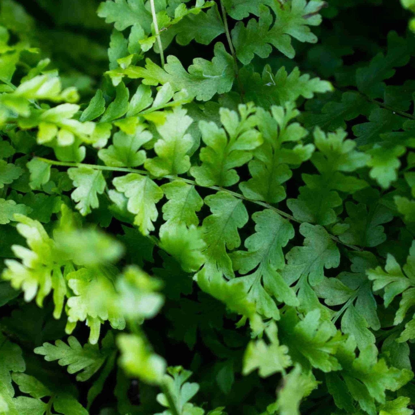 Fern Mix
