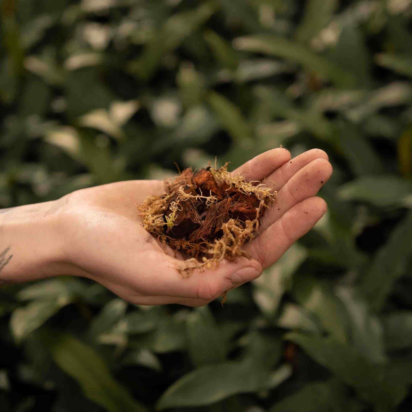 Substrato para Orquídeas