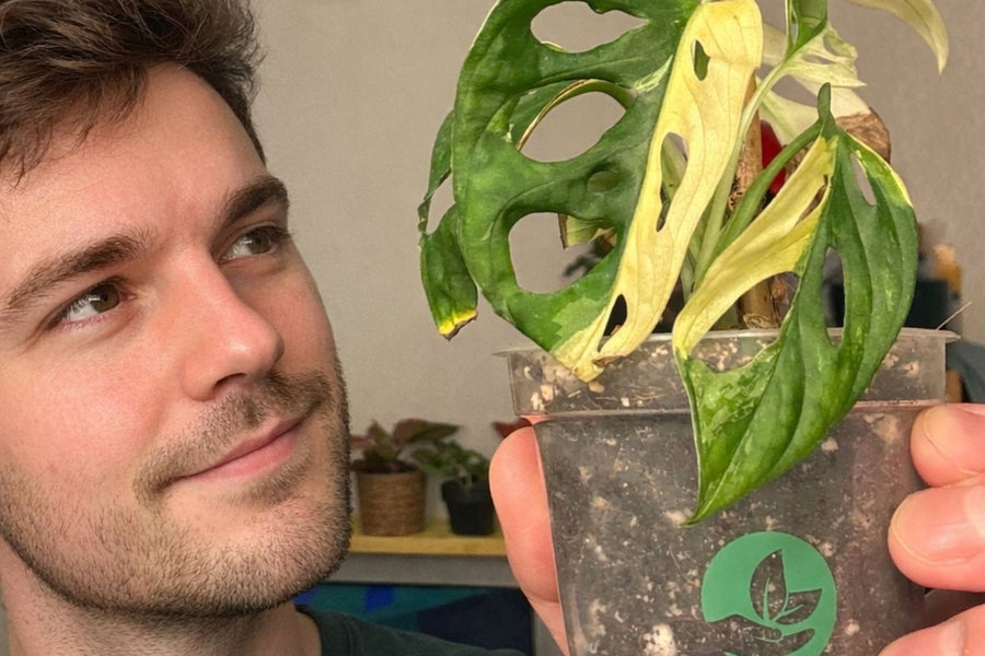 Il fondatore di Sybotanica con una Monstera adansonii variegata in un vaso da coltivazione