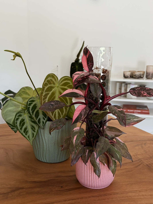 Anthurium and a pink leafed plant in ribbed pots, thrips