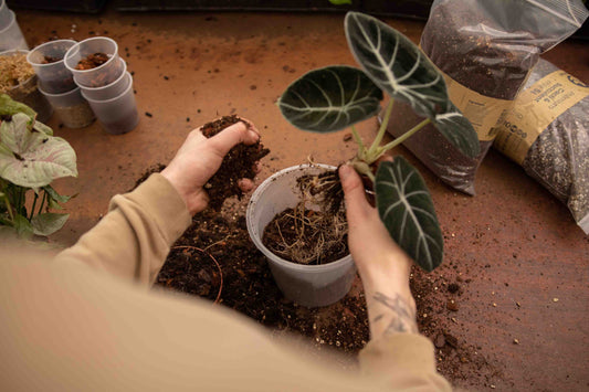 Hands repotting an alocasia into a fresh pot of soil