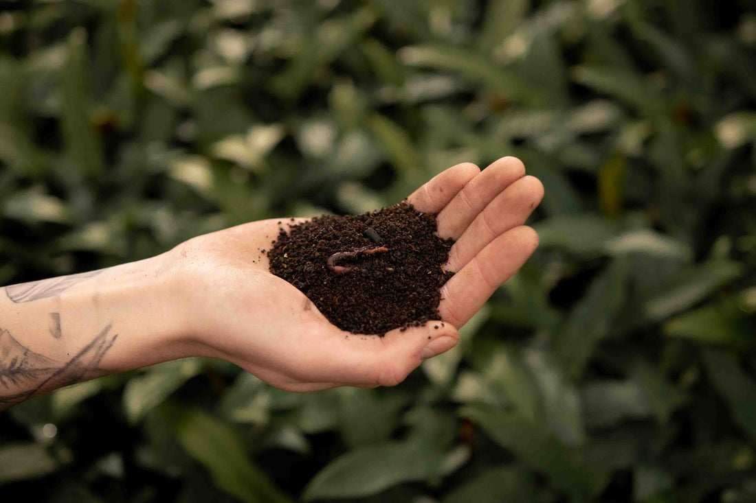 Open palm holding fine dark worm castings outdoors, worm castings for indoor plants
