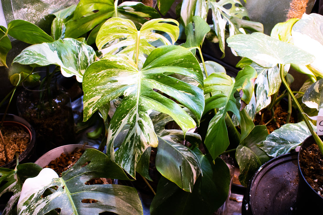 Variegated monstera leaves with white and green marbling