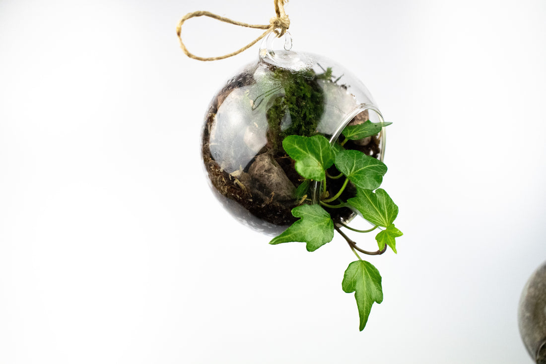 Ivy growing in a hanging glass globe terrarium, monty don watering advice