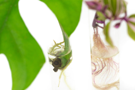 Plant cuttings rooting in clear glass propagation tubes