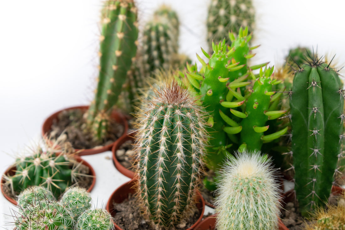 Assorted small cacti clustered in terracotta nursery pots