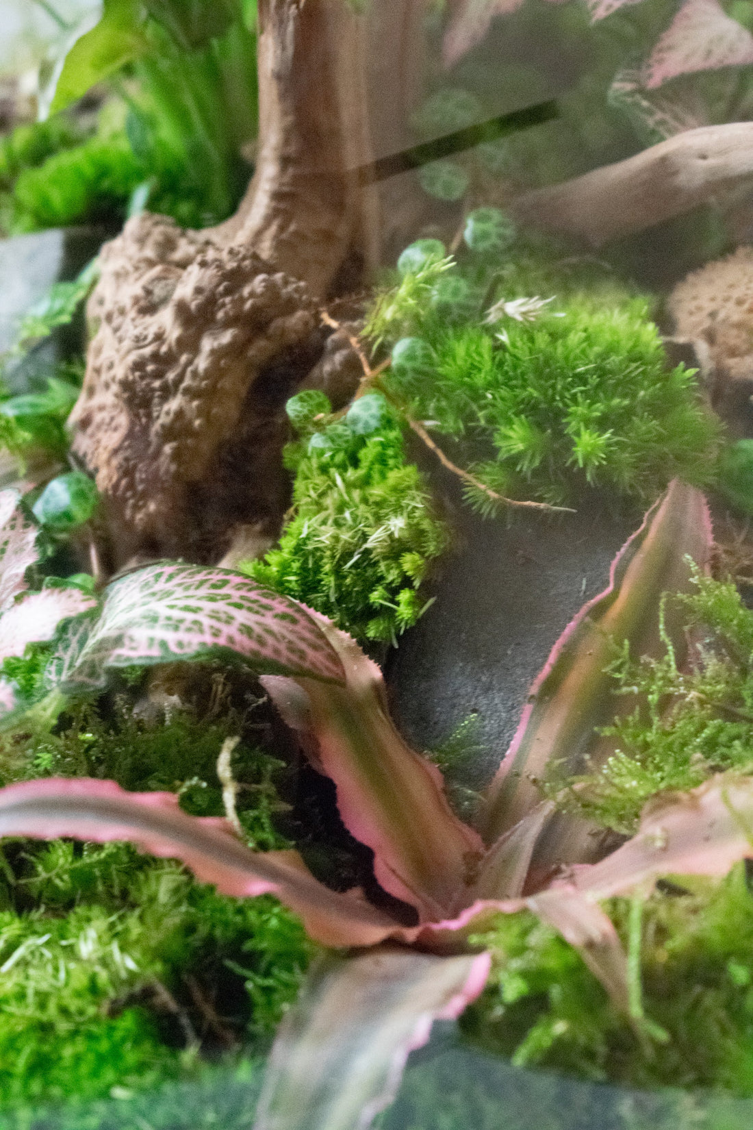 Moss, fittonia and driftwood inside a planted terrarium