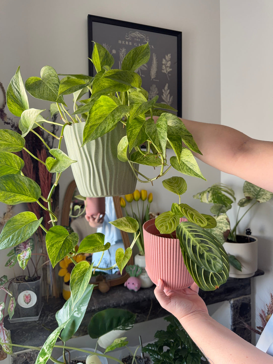 Two potted houseplants held up in a bright living room, how many lux for plants