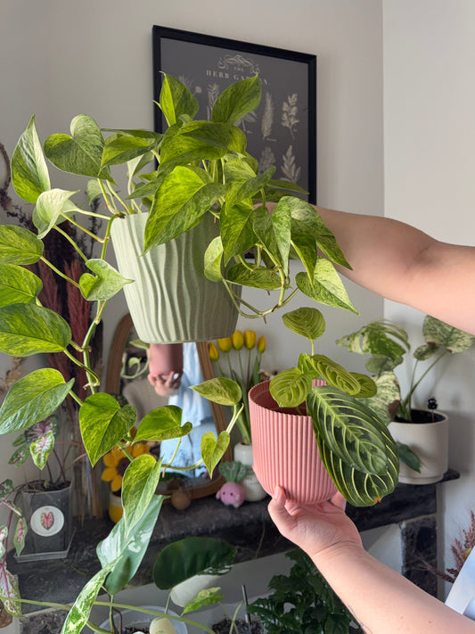 Two potted houseplants held up in a bright living room, how many lux for plants