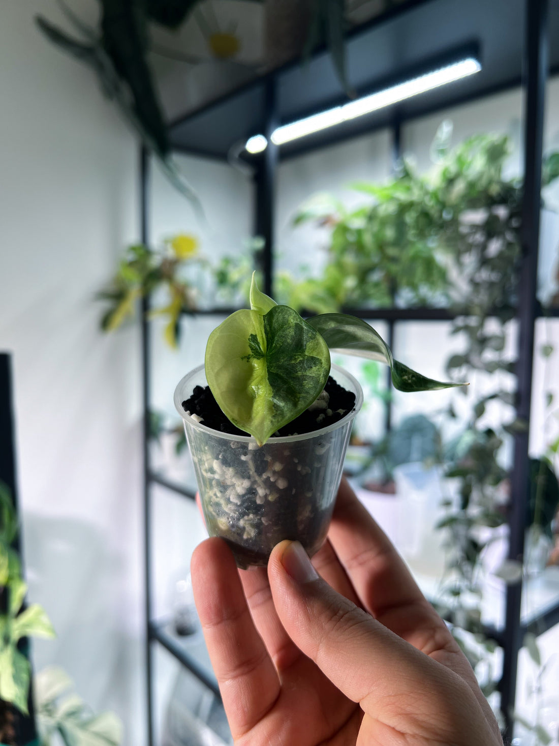 Hand holding a small variegated alocasia in a clear cup, best soil for alocasia