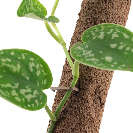 Satin pothos vine pinned to a coir moss pole