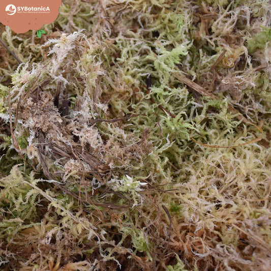 Green and pale sphagnum moss mixed together in a pile, sphagnum moss vs peat moss