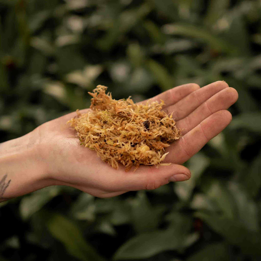 Voluxe Muschio di sfagno a Fibra Lunga, Muschio di sfagno, buona ritenzione idrica Comodo da Usare Materiale di Alta qualità Giardino Durevole per Voluxe Muschio di sfagno a Fibra Lunga, Muschio di sfagno, buona ritenzione idrica Comodo da Usare Materiale di Alta qualità Giardino Durevole per