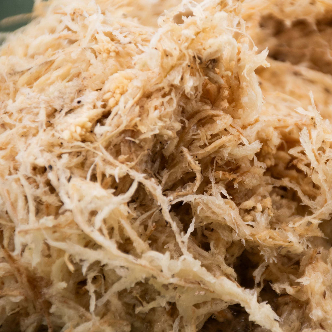 Tipps von Sybotanica: Wie man lebendes und trockenes Sphagnum-moos lag