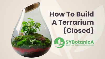 How to build a closed terrarium