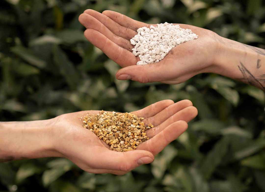 perlite vs vermiculite