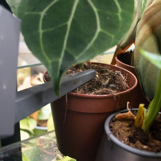 Potted plants on a glass shelf inside a greenhouse cabinet
