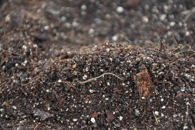 Pumice FAQ: Everything You Need to Know for Happy Plants – Sybotanica