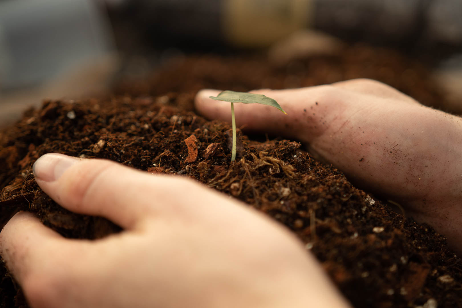 Cuttings & propagations