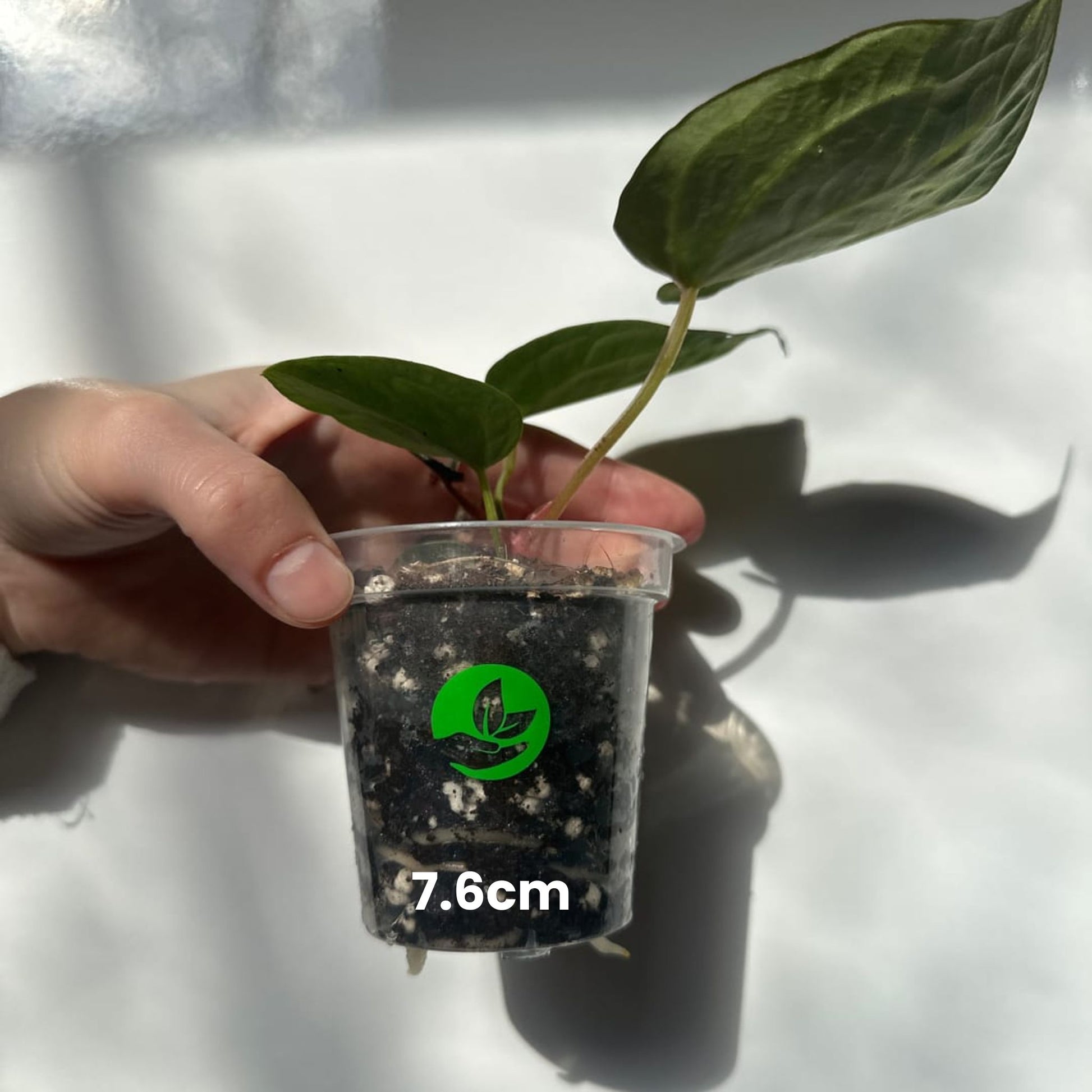 where to buy clear plant pots Buy Clear Orchid Plant Pots? ✓ Quick Shipping! – Sybotanica