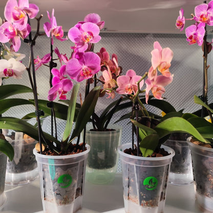 Zelfwaterende doorzichtige plantenpot