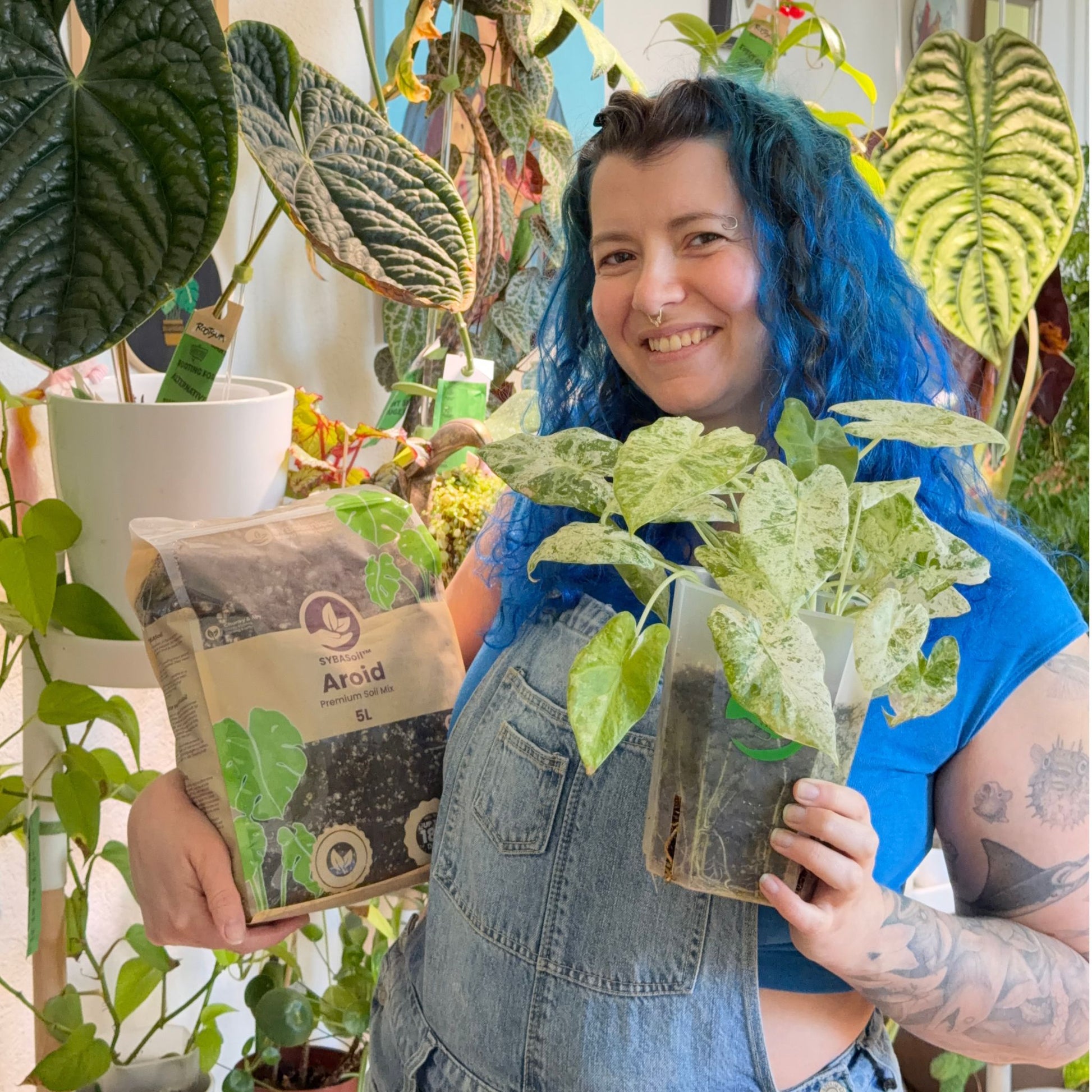 philodendron monstera soil Monstera & Philodendron Welcome Bundle – Sybotanica