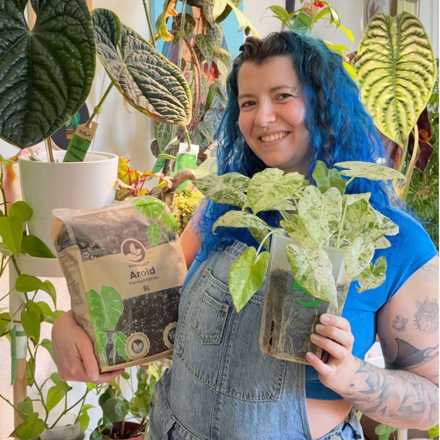 Aroid Mix (Monstera e.t.c.)