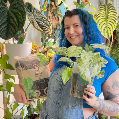 Aroid Mix (Monstera e.t.c.)