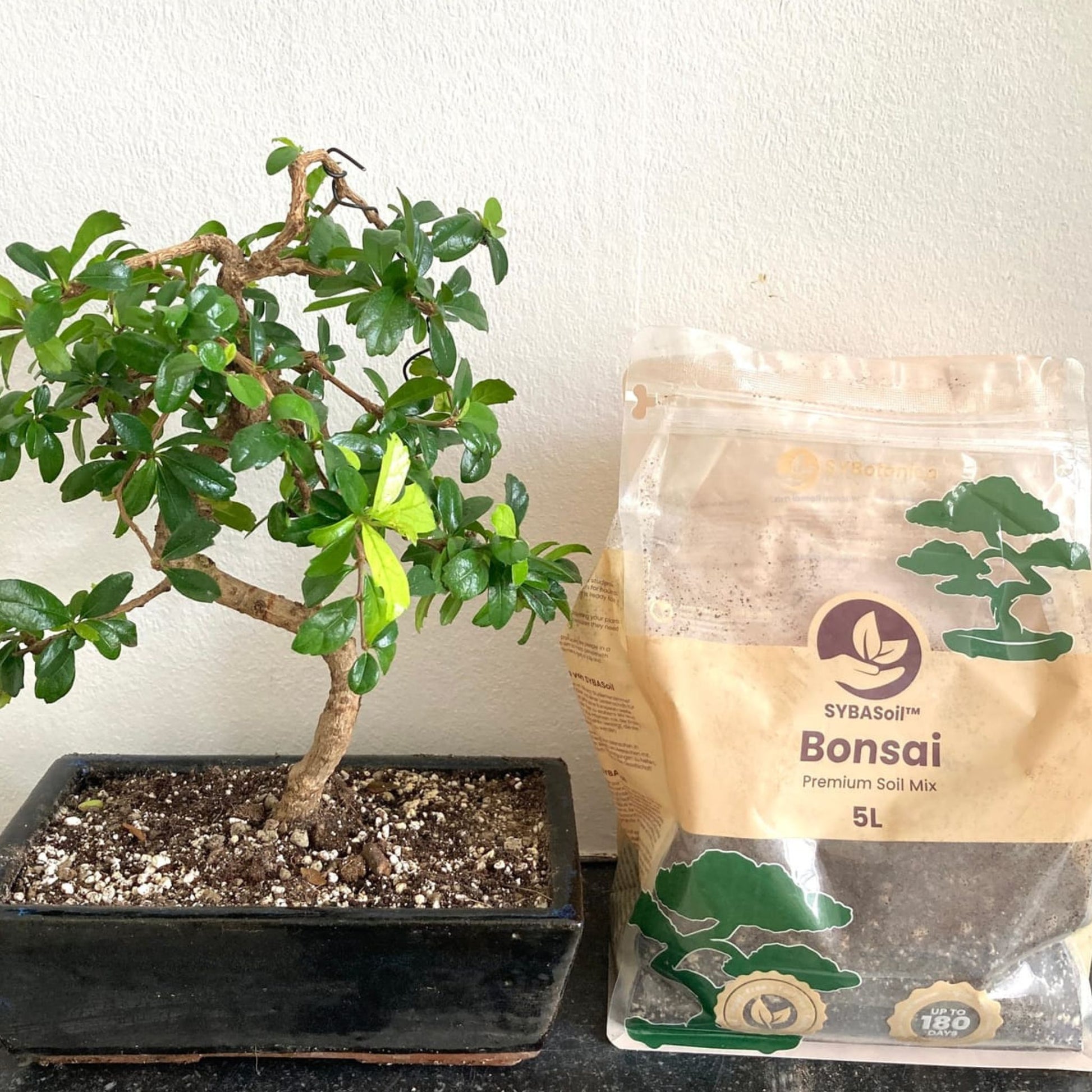 bonsai tree soil recipe Buy Bonsai Soil Mix? ✓ Order before 16:30, shipped today – Sybotanica